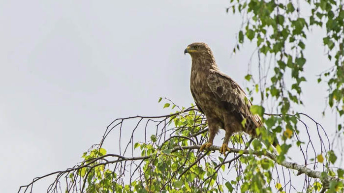 Нови гнезда на малък креслив орел откриха в Източна България